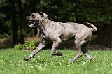 CANE CORSO 916